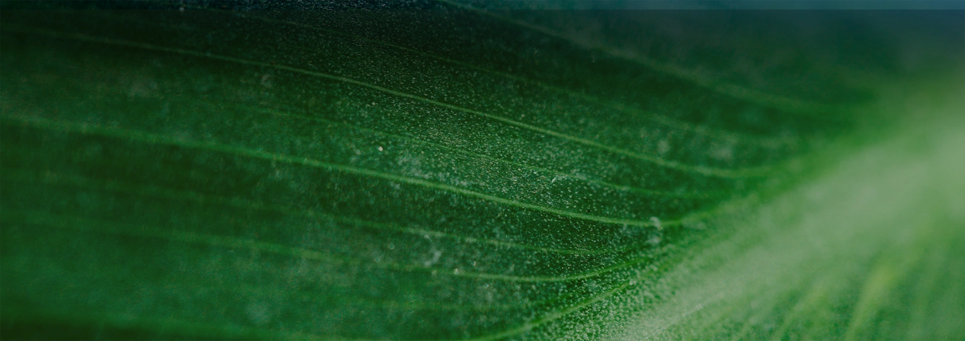 Sostenibilidad-BANNER